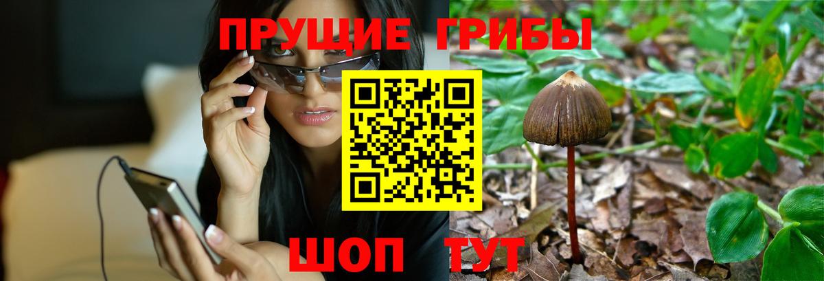 Галлюциногенные грибы Psilocybe Югорск